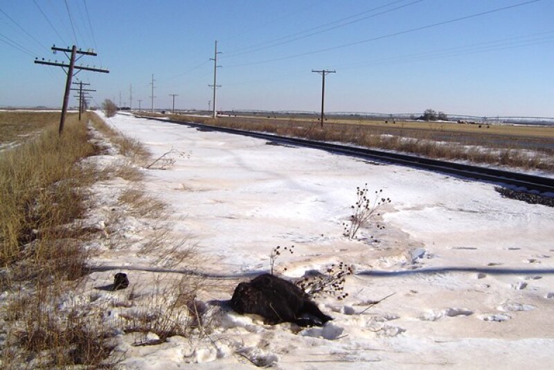 Dead_Calf_Snow
