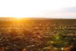 Soil untilled