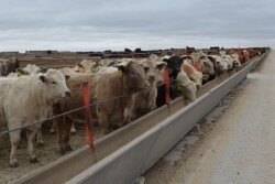 BT_Feedlot_Cattle_Bunkline