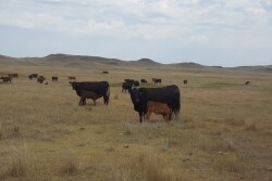 NDSU Cows