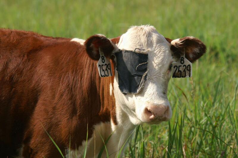Calf with pinkeye