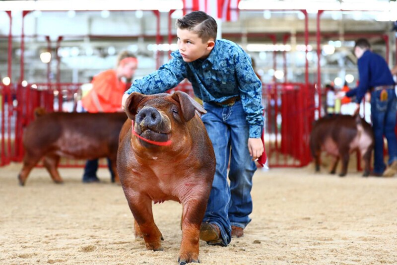 Boy showing Duroc pig