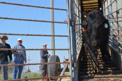 BT_Stocker_Cattle_Semi_Unload
