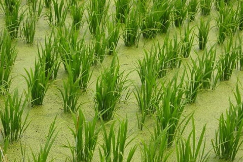 rice_paddy_asia