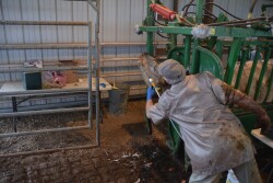Most livestock antibiotics now sold over the counter will require a veterinarian's prescription in the near future.