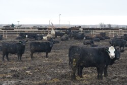 BT_Feedlot_Cattle