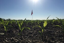 An OSU flag marks the location of Terra Byte, a record-breaking corn plant used to find actionable data potential for U.S. growers.