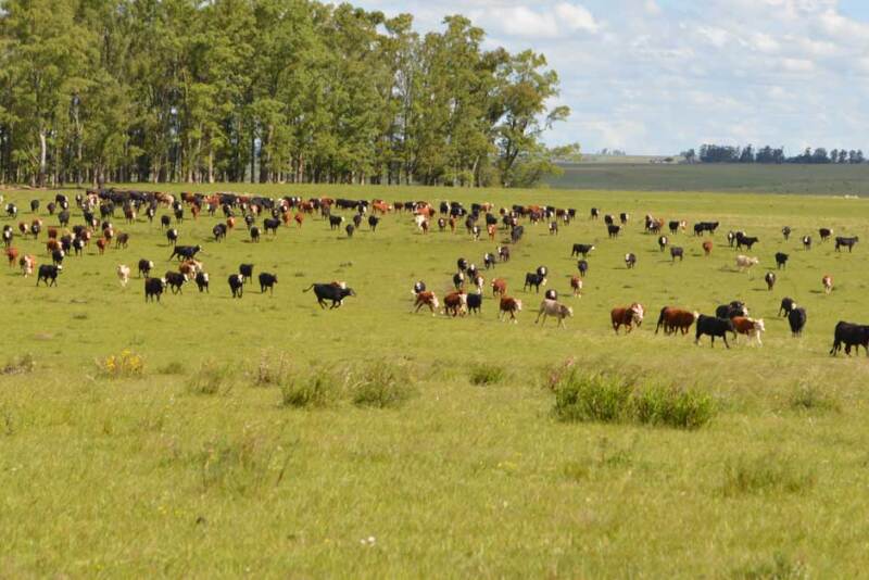 TSCRA investigators seek help finding rustlers.