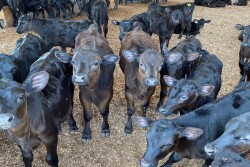 Beef-on-Dairy Calves