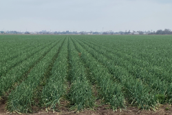 South Texas onions