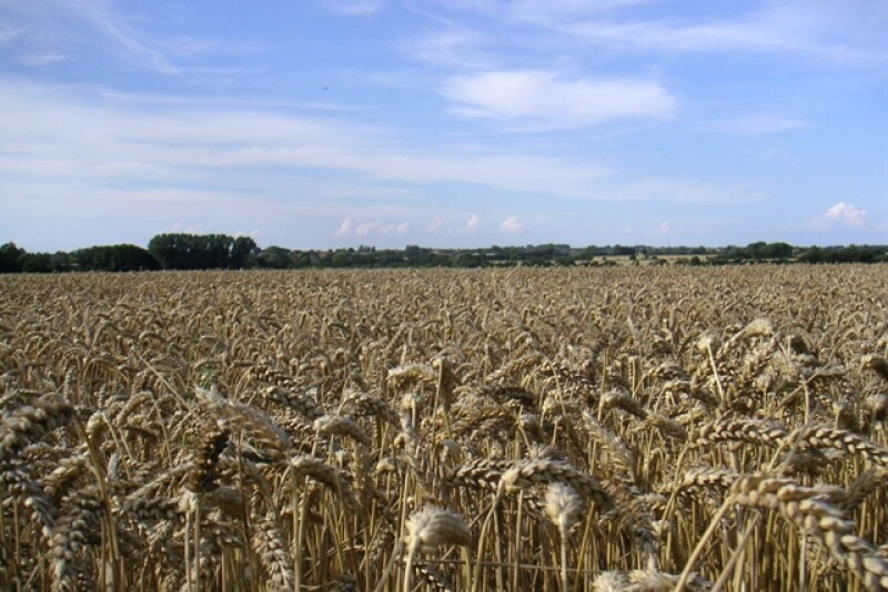 wheatfield