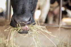 Calf Eating Hay