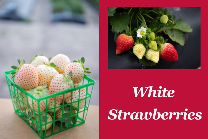 white strawberries from University of Florida