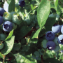 MGB expects higher blueberry volume from Michigan this season.