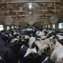 DT_Dairy_Cows_Push_Up_Pen_Fans.JPG