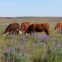 BT_Hereford_Cattle_Grazing