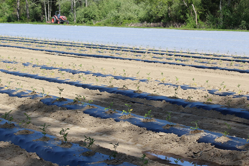 Organic summertime vegetable transplants begin to sprout at Jersey Legacy Farms, Cedarville, N.J.