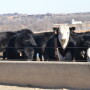 BT_Feedlot_Cattle