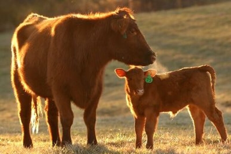 The technology is available for use at various production stages in beef and dairy.