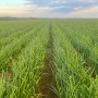 Owyhee Produce onion field