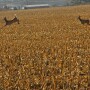 Deer in field