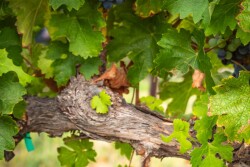 Sun World expands grape business in Australia.
