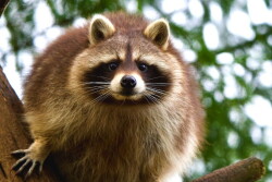 Raccoon by Canva.com