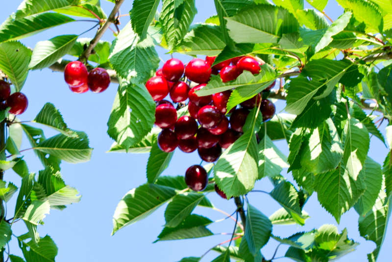 Cherries