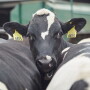 PurinaCattle_Dairy-Beef_091715