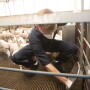 caretaker checking pig waterer