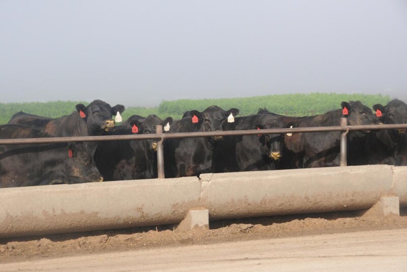 Whichever way you look at it, increasing the opportunity for profit or decreasing the risk for loss, having an advanced genetic “scouting report” on feeders has value.  