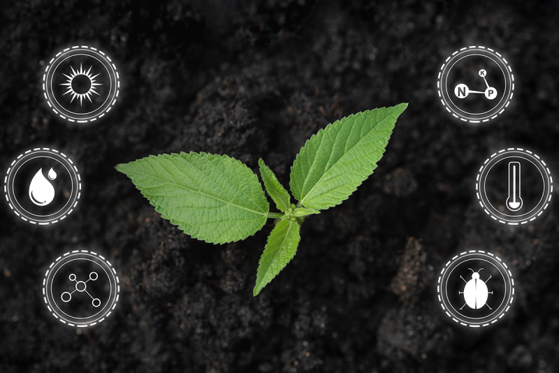 Sustainable farming, growing