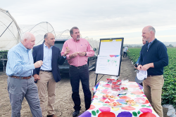 Agriculture Secretary Sonny Perdue (from left) with  Rep. Jimmy Panetta, D-Calif., Rep. Doug LaMalfa, R-Calif,, visit with Soren Bjorn,  president of Driscoll's of the Americas and Tom OBrien, (hidden), senior vice president and general counsel for Driscoll's, at one of the company's  farms in Royal Oaks, Calif..
