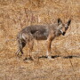 Coyote