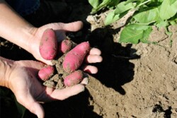 fingerling 