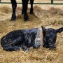 Newborn Calf A.jpg