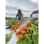 LOG beet harvest
