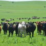 November feeder cattle futures closed down $5.60 and notched a contract low.