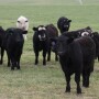 OSU calves