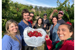 Spain IFG cherry program