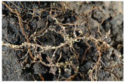 Soybean Cyst Nematode is the single most damaging pest in U.S. soybeans. 