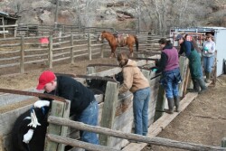 Depending on production systems, facilities and labor, ranchers can choose between several effective synchronization protocols, some using controlled internal drug release (CIDR) devices.