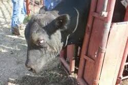 Moraxella bovoculi is one of the primary pathogens causing pinkeye in cattle. 