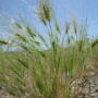As background, medusahead has invaded about 5 million acres of pastures in the western U.S.