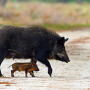 Feral Hog