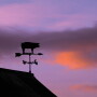Winds of Change Pig Weathervane