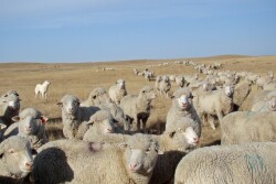 USDA_Sheep