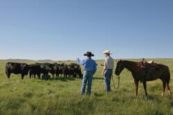 Two ranchers with cattle in the field.