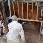 BT_Breeding_Soundness_Exam_Bull