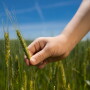The program uses key outcomes and provides side by side quality comparisons in order to comprehensively understand how regenerative agriculture affects the quality of wheat.